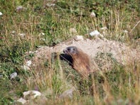Hike of the "Marmots"